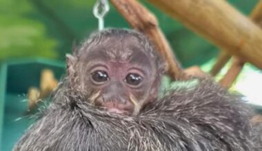 Rare white-faced saki monkey born at Drusillas Park