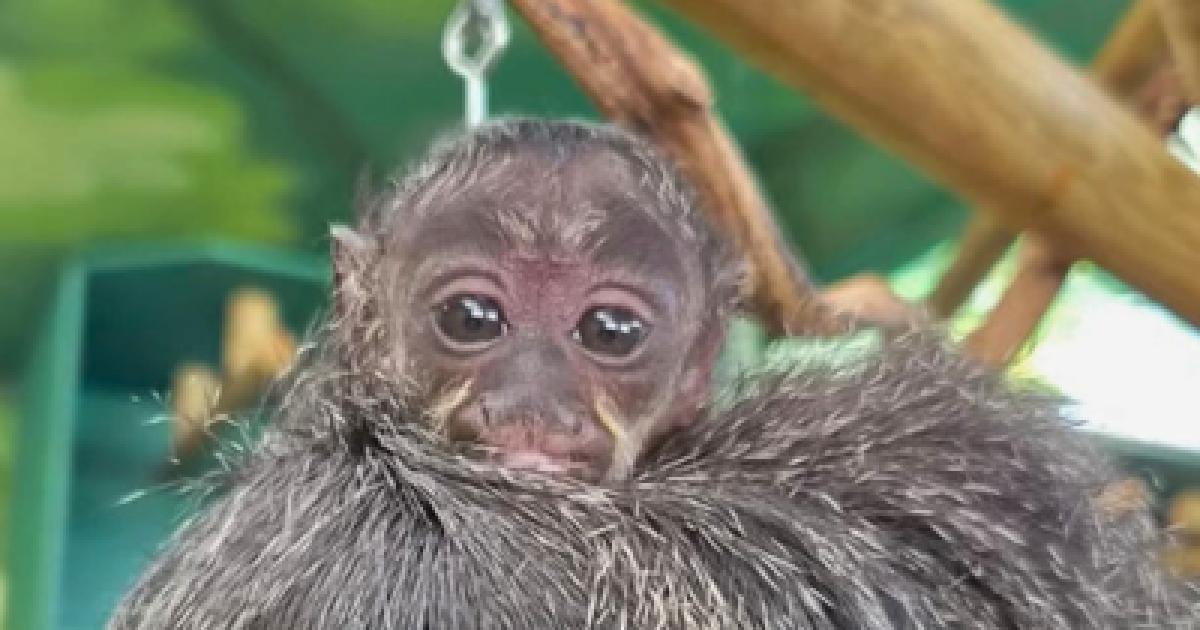 Rare white-faced saki monkey born at Drusillas Park