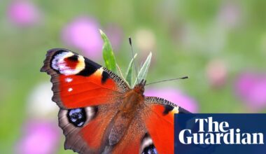 Britain’s favourite butterfly revealed – and it’s a familiar backyard beauty | Butterflies