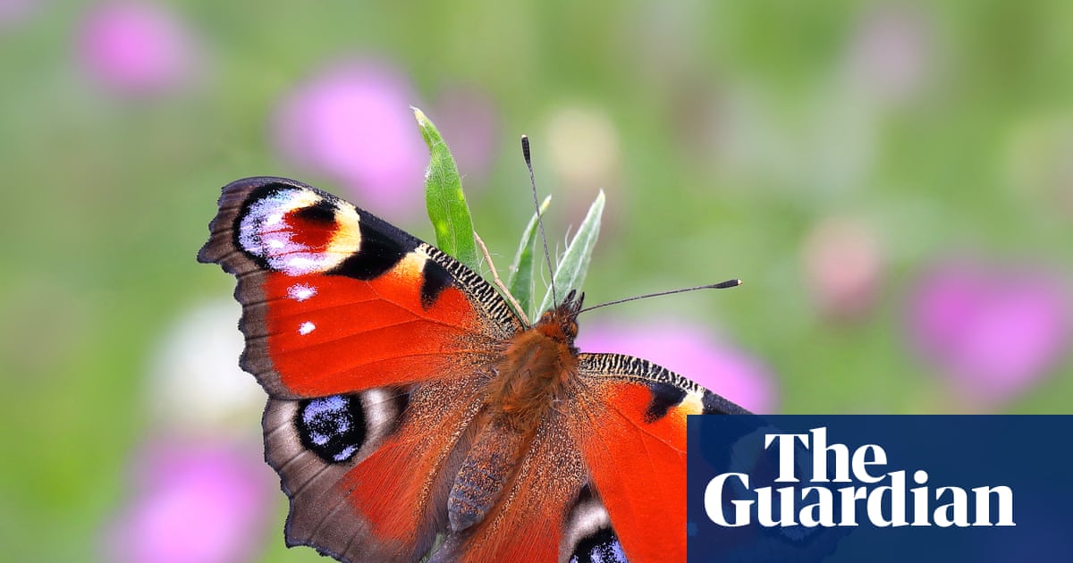 Britain’s favourite butterfly revealed – and it’s a familiar backyard beauty | Butterflies