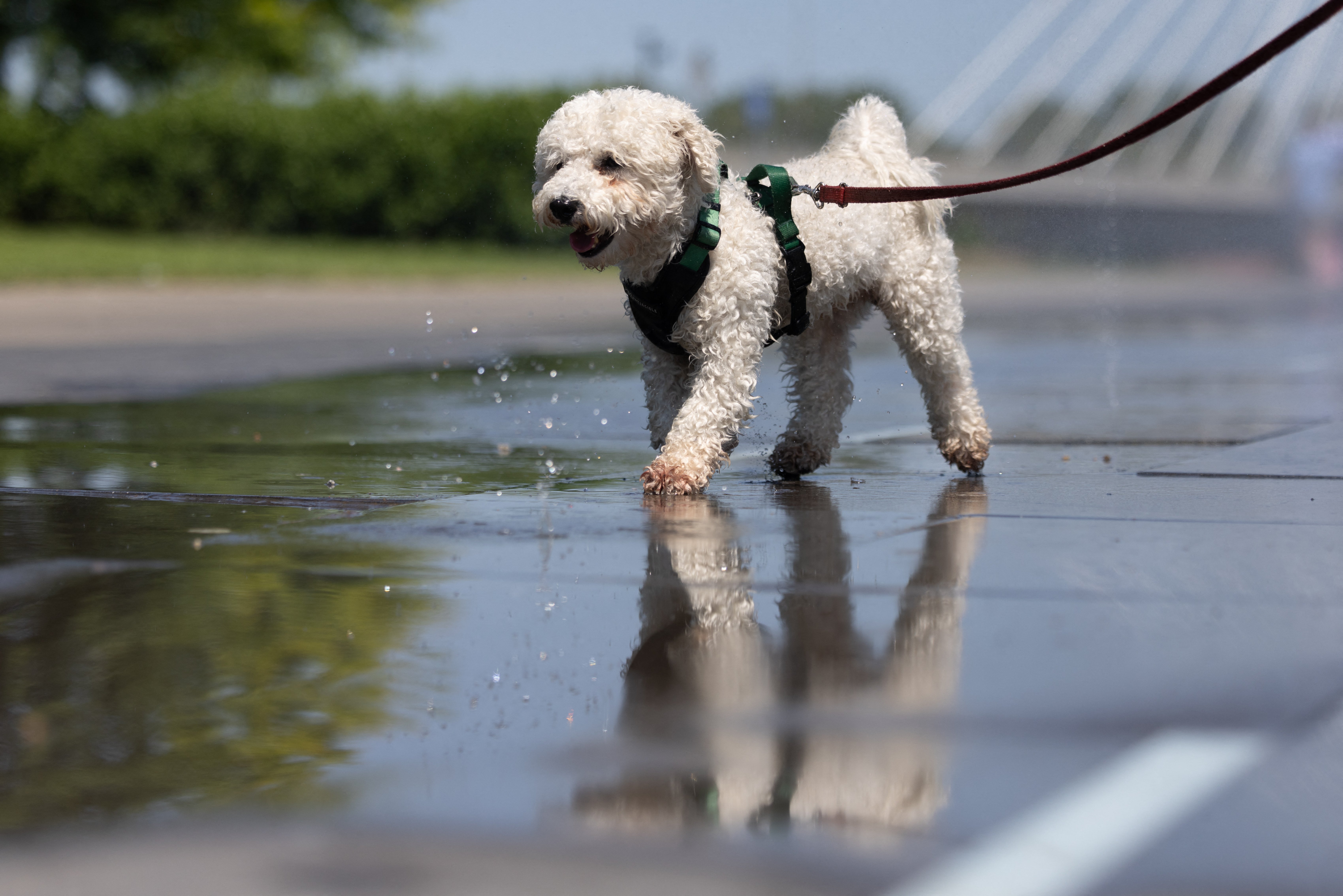 Pet owners should keep ‘sensible’ and avoid exposing their dogs to the heat