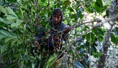 Super El Niño poses critical threat to 500m of the world’s farmers, researchers warn