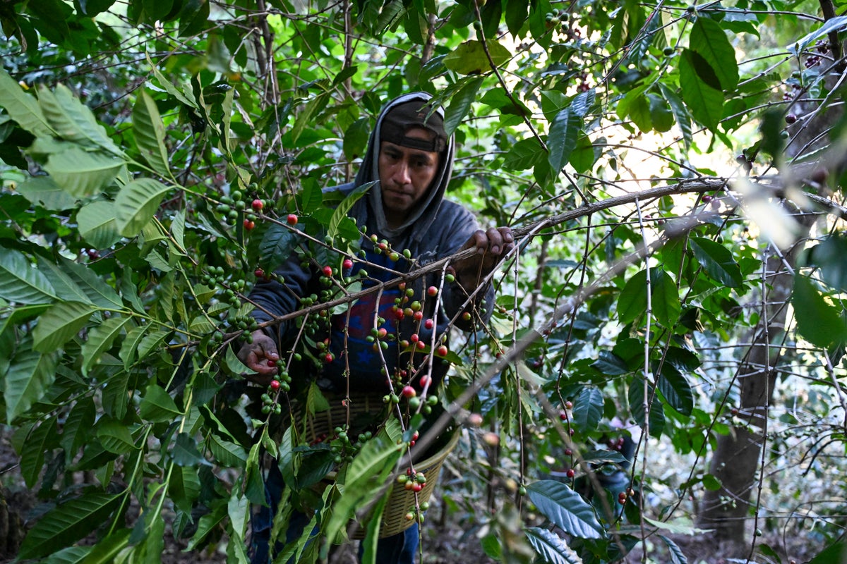 Super El Niño poses critical threat to 500m of the world’s farmers, researchers warn