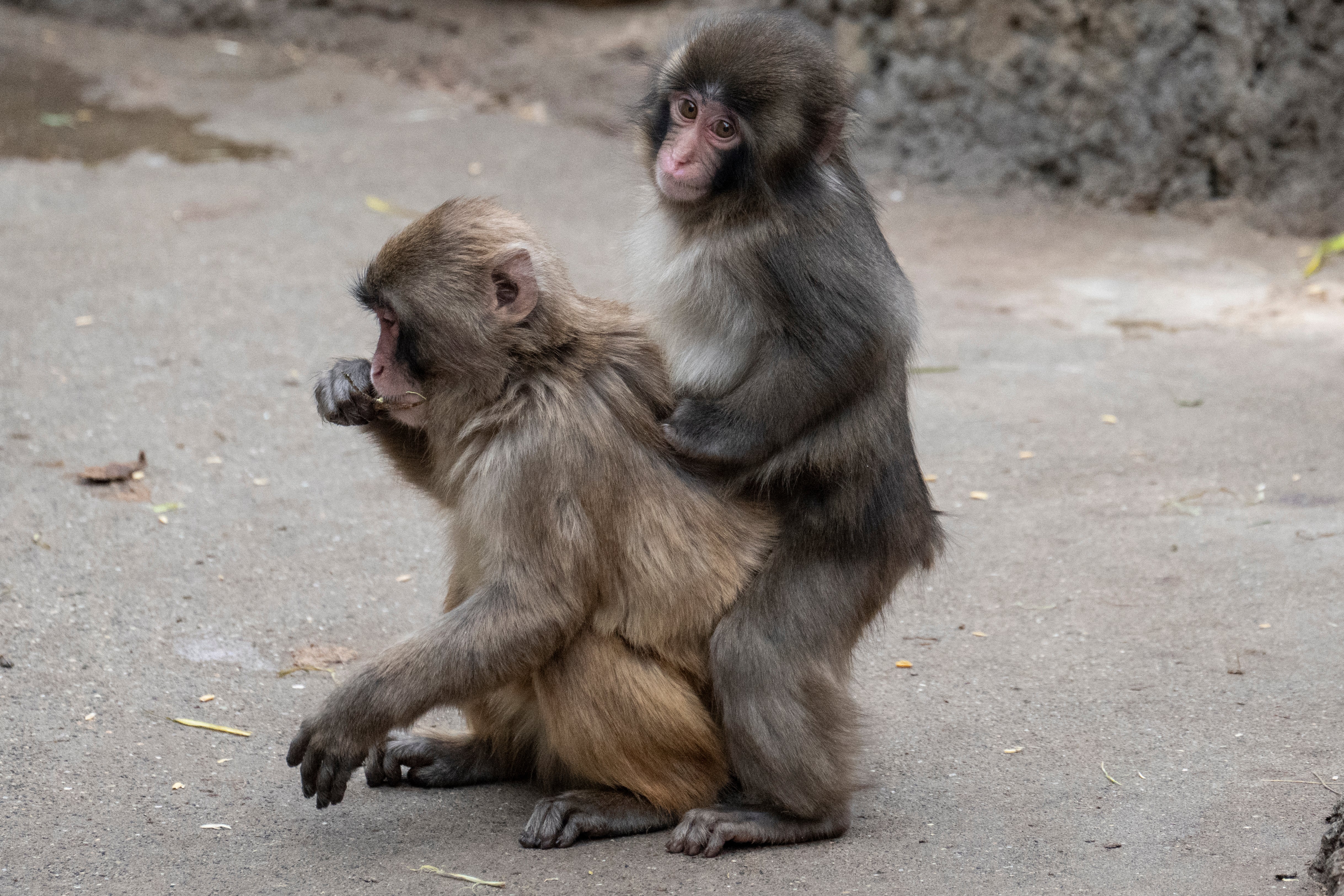 A seven month-old male Japanese macaque monkey named Punch (R), who was abandoned by his mother shortly after birth, interacts with another monkey at Ichikawa City Zoo