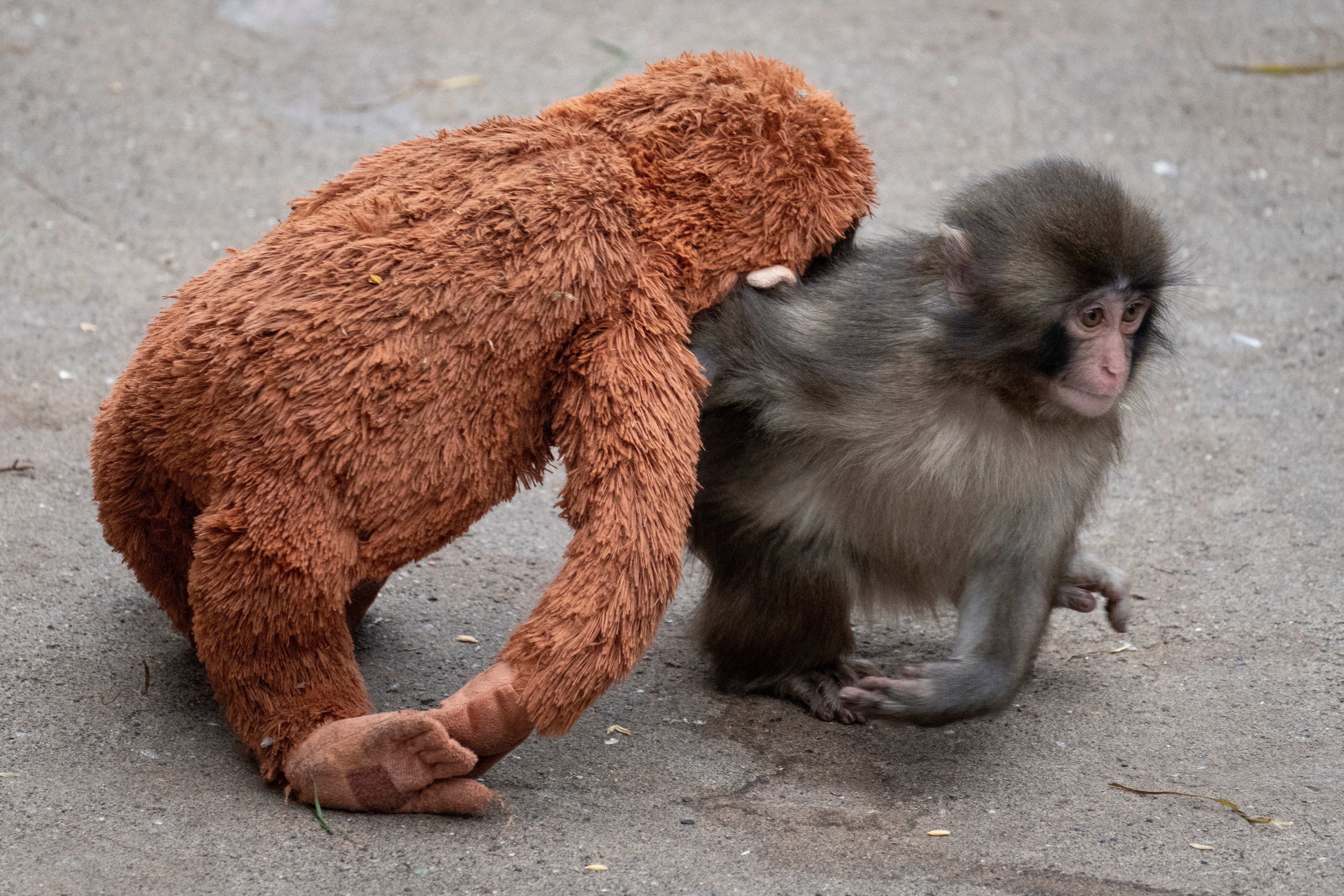 A seven month-old male Japanese macaque monkey named Punch, who was abandoned by his mother shortly after birth, drags a stuffed orangutan toy at Ichikawa City Zoo