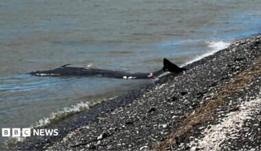 A whale washed up on shingle. Its tail is just on the beach; the rest of its body is in the shallow water. It is dark in colour.