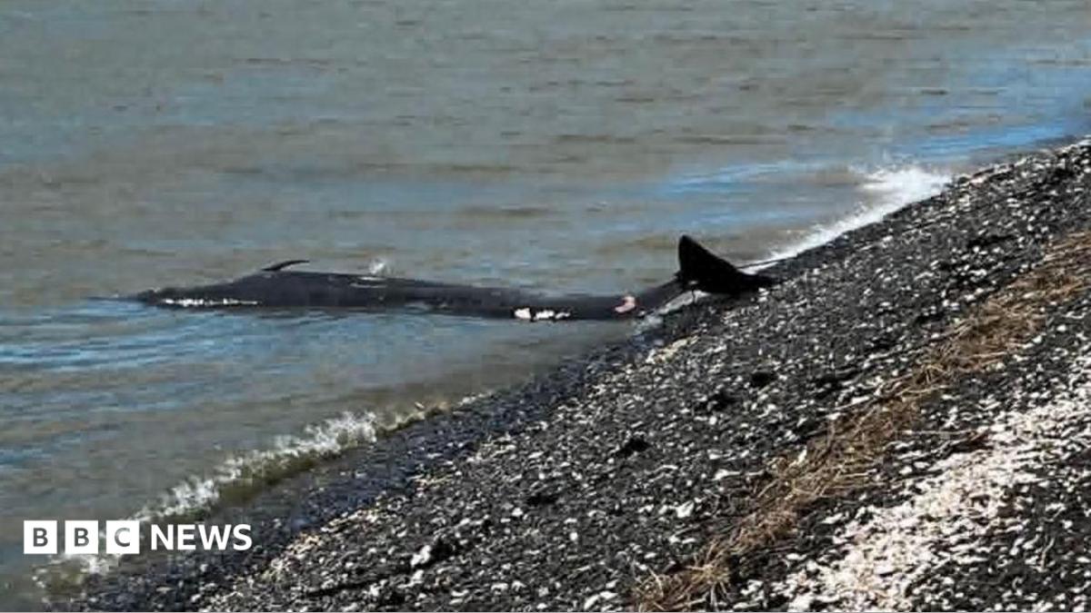 A whale washed up on shingle. Its tail is just on the beach; the rest of its body is in the shallow water. It is dark in colour.