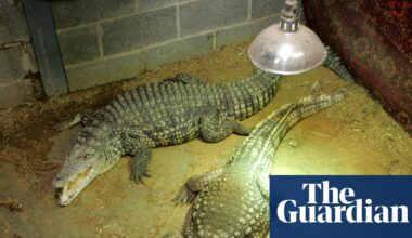Man arrested after boy, three, injured in Cambridgeshire zoo crocodile enclosure | UK news