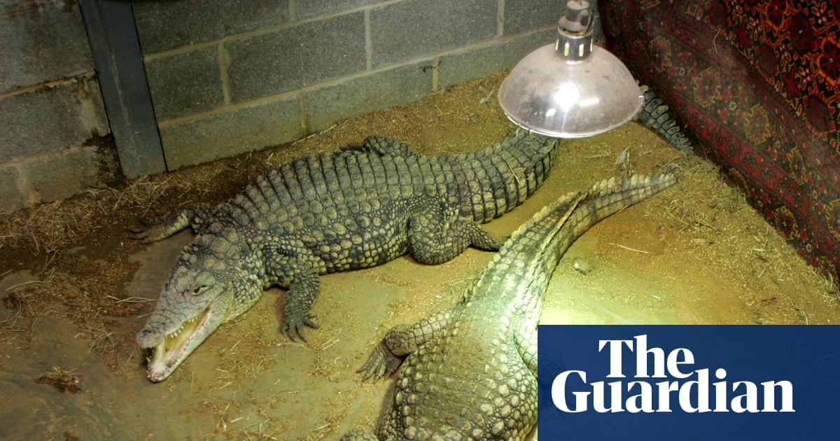 Man arrested after boy, three, injured in Cambridgeshire zoo crocodile enclosure | UK news