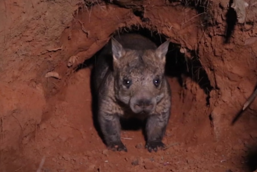 A wombat walks out of a burrow