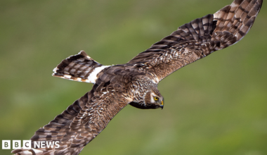 Hen harrier, its huge wings of brown and white tinged feathers out-stretched, glides over grassland