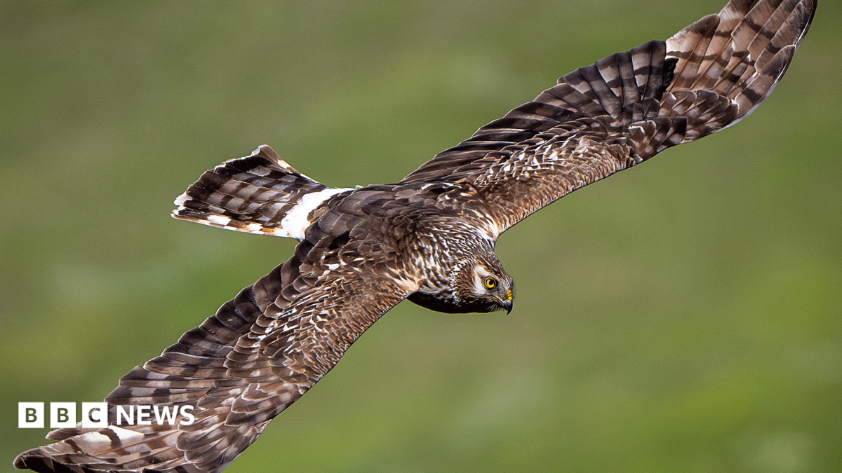 Hen harrier, its huge wings of brown and white tinged feathers out-stretched, glides over grassland