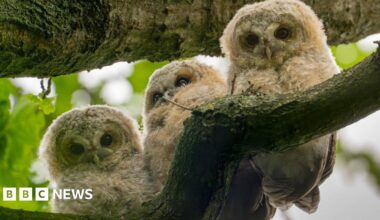 Three tawny owlets sitting together on a tree branch. They have light-coloured features and deep black eyes.