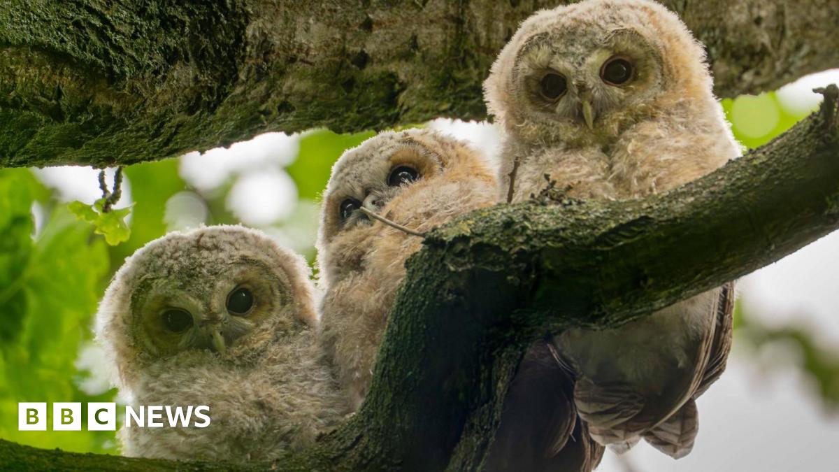 Three tawny owlets sitting together on a tree branch. They have light-coloured features and deep black eyes.
