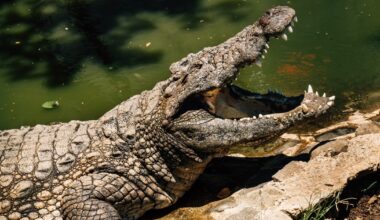 3-year-old critically injured by crocodile after ending up in its enclosure in British zoo