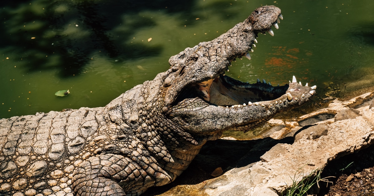 3-year-old critically injured by crocodile after ending up in its enclosure in British zoo