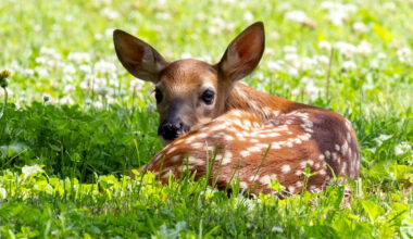 Kind Woman Rescues Trapped Fawn and Realizes She's Made a New Best Friend