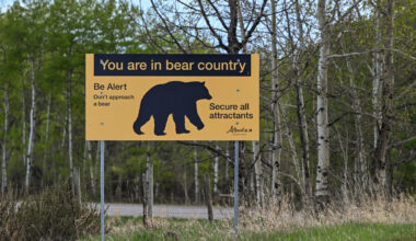 A Close Call With an Alberta Grizzly Bear, Recorded in Its Entirety