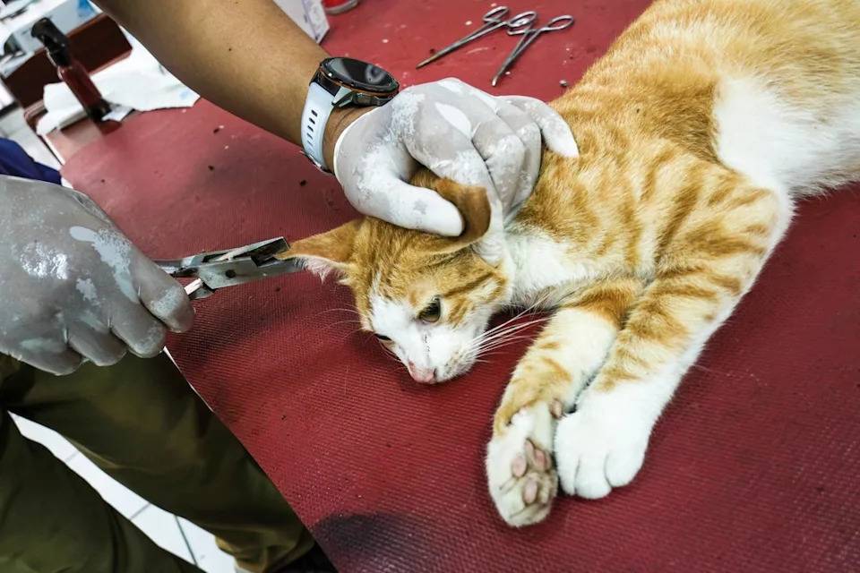 Animal health worker marking a neutered stray cat (AFP via Getty Images)