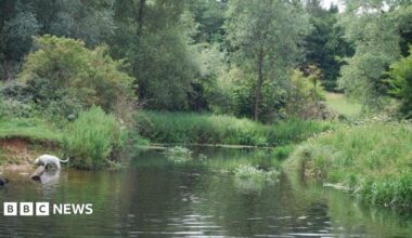 A river flows as a dog takes a swim, with green foliage along its bank.