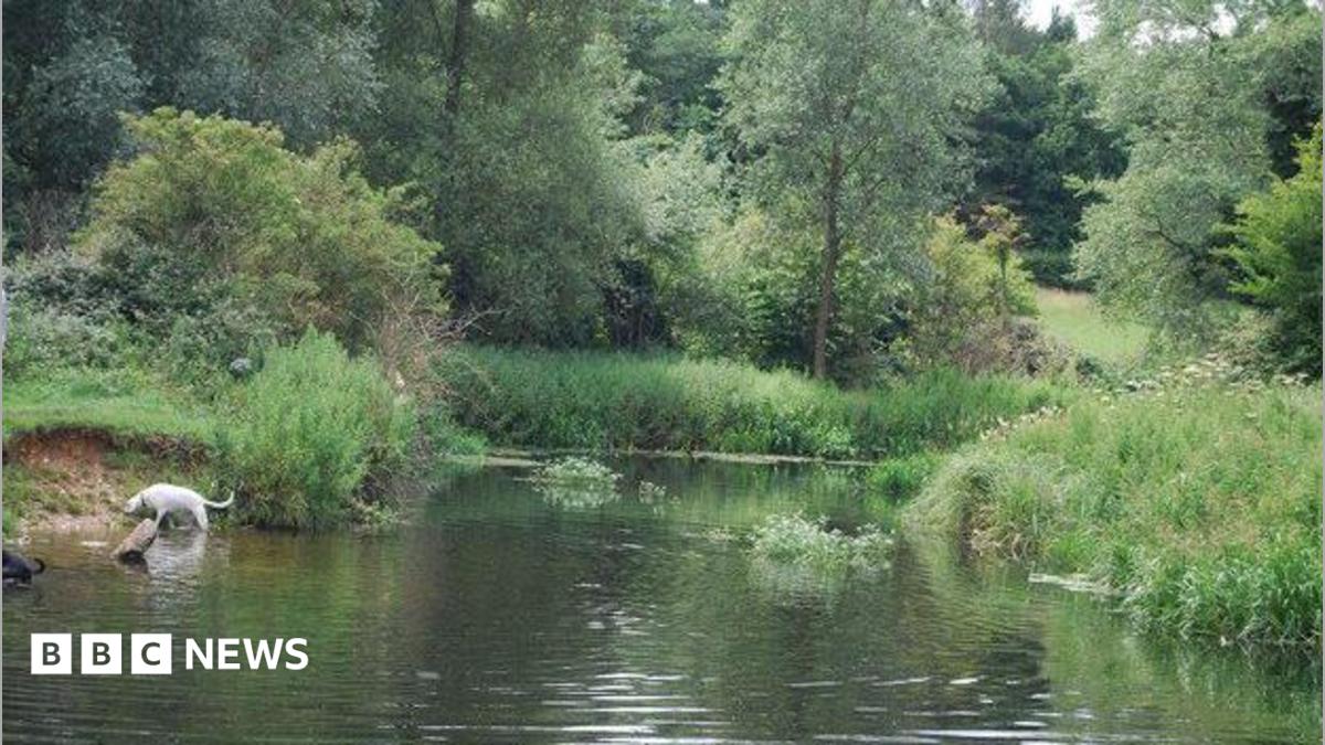 A river flows as a dog takes a swim, with green foliage along its bank.