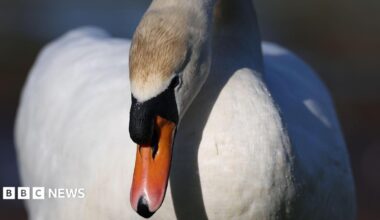 Swan.