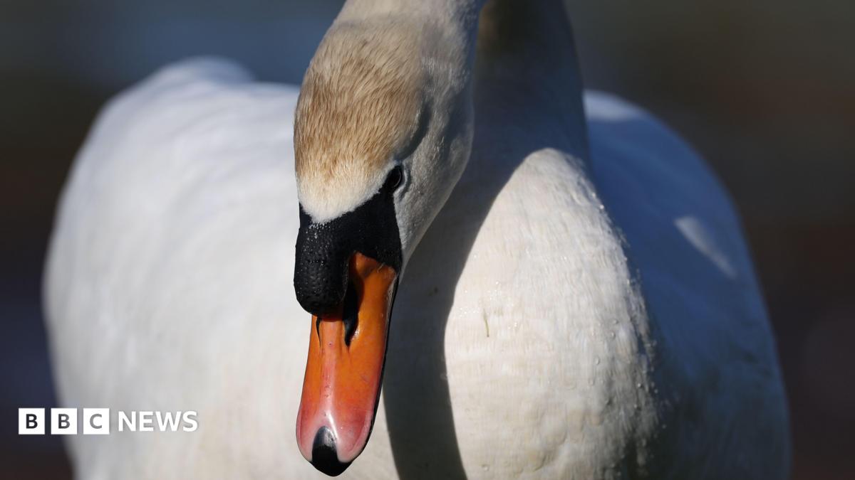 Swan.