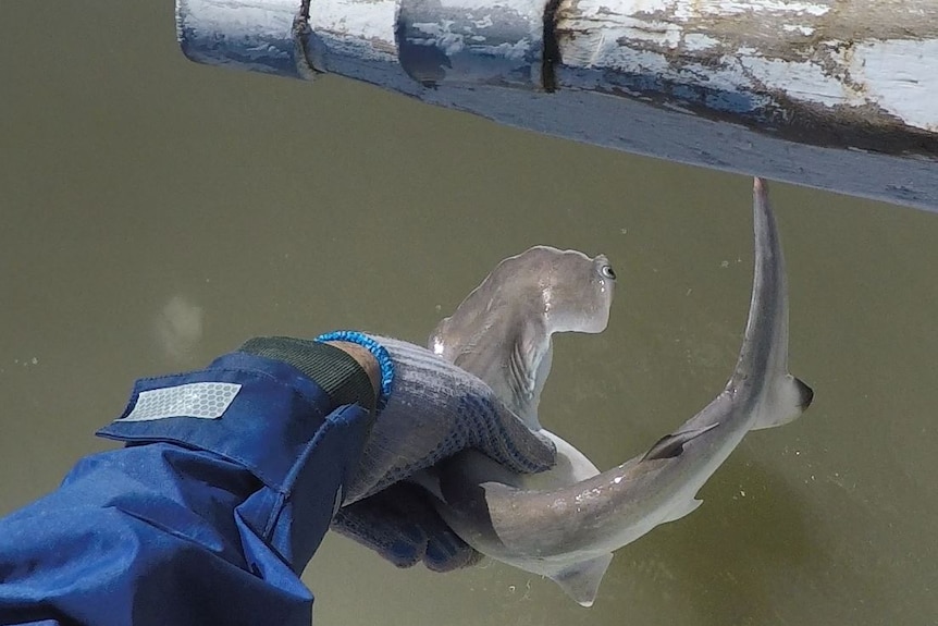 A juvenile shark with a flat head is tossed back into murky water.