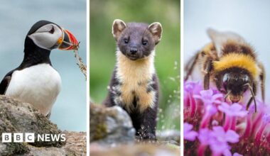 A composite picture featuring an Atlantic puffin on a rock, a pine marten and a bumblebee on a plant.