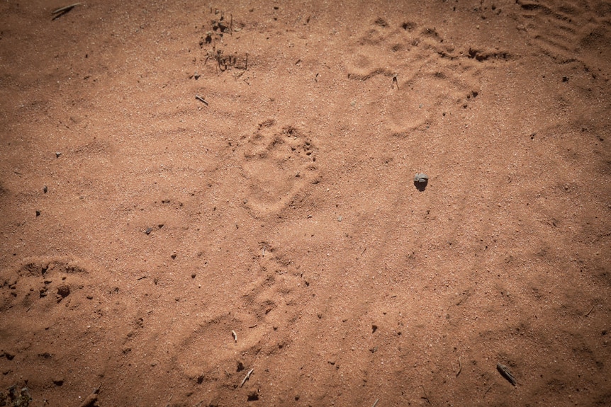 small footprints on sand