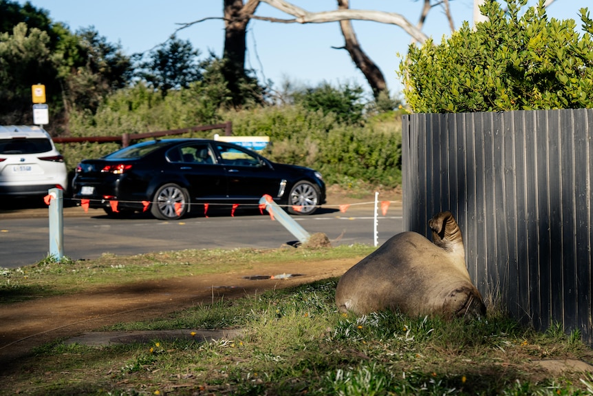 Neil the Seal, a juvenile elephant seal seen by a roadside in a suburban seaside neighbourhood.