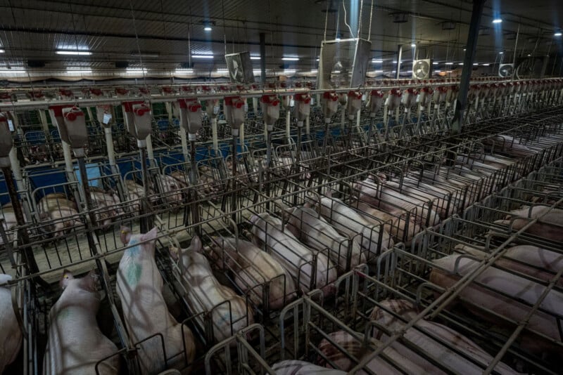 Rows of pigs lie in narrow metal gestation crates inside a large, industrial indoor farm facility, with automated feeding systems overhead and fluorescent lighting above.
