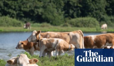 Farmers criticise government plan to counter threats to UK food security | Environment