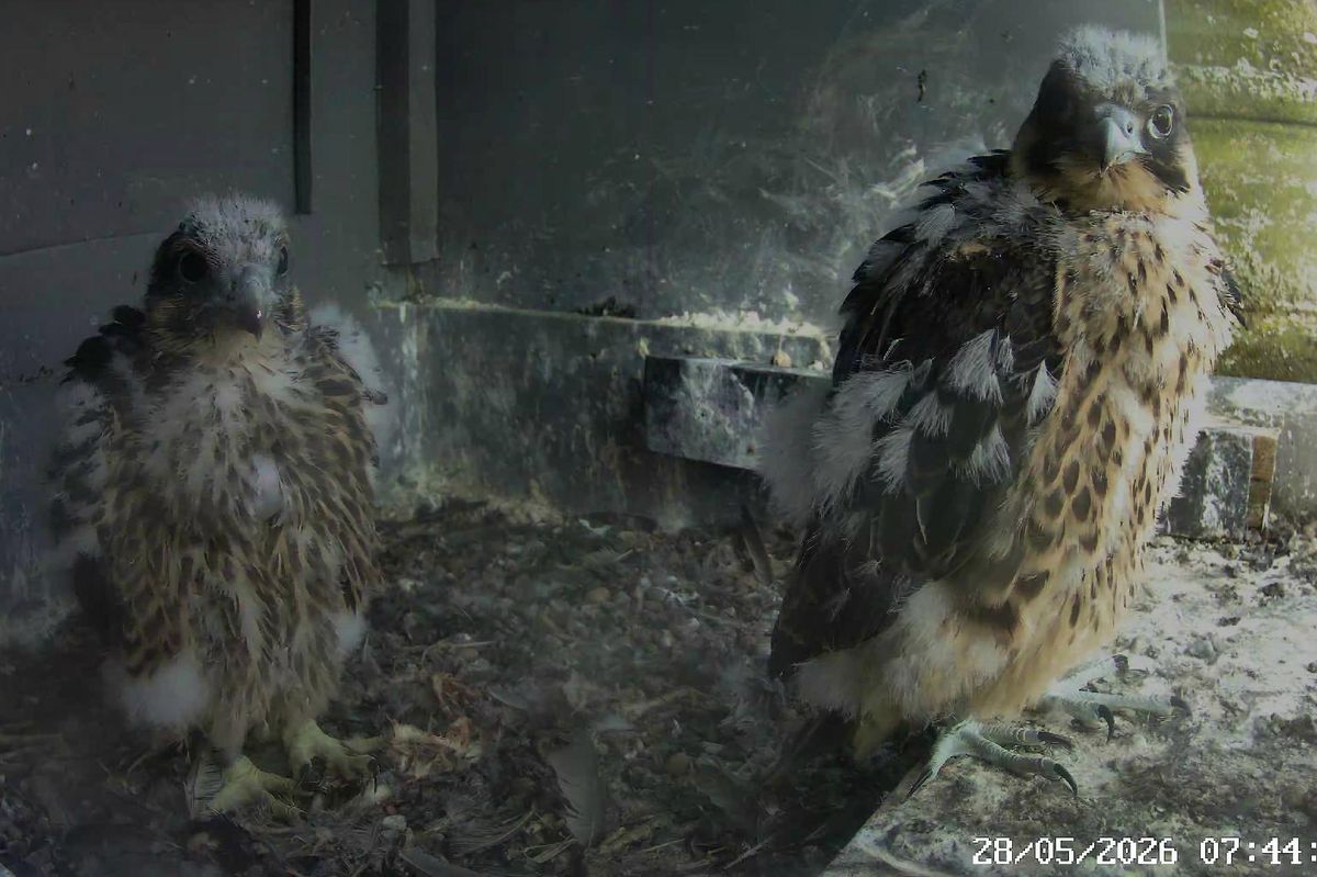 Isa and Winston in the City Chambers nest box