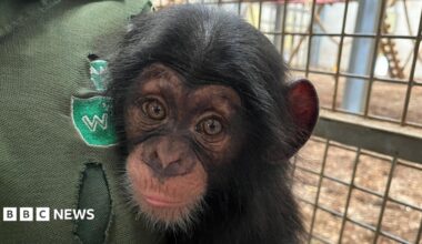 Jane the chimpanzee cuddling her keeper Holly Whylock at Wingham Wildlife Park