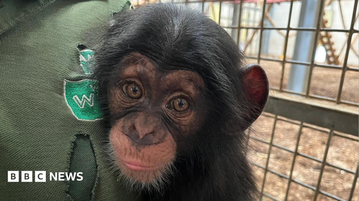 Jane the chimpanzee cuddling her keeper Holly Whylock at Wingham Wildlife Park