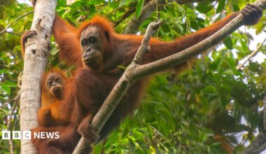 An adult and baby orangutan in a tree