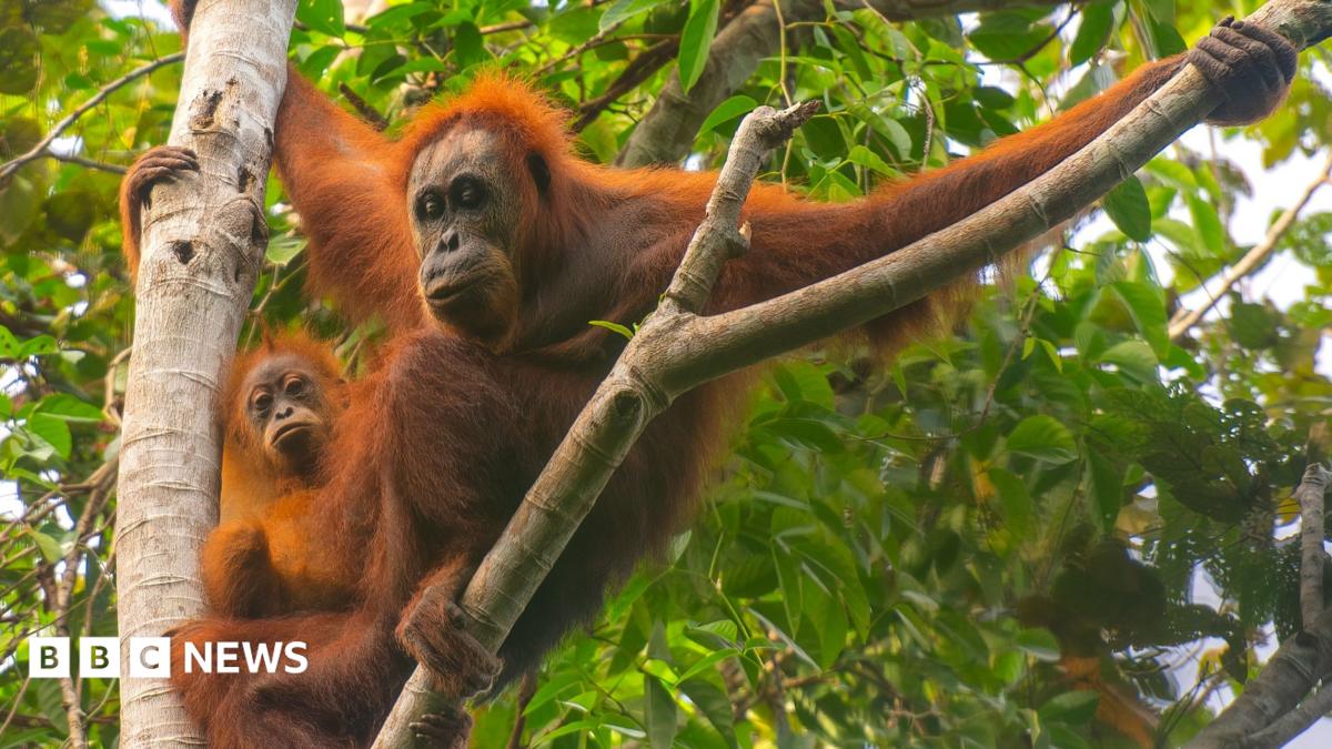 An adult and baby orangutan in a tree