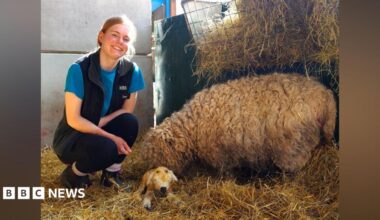 A young woman with blonde hair squats next to a sheep and a newborn lamb lying on hay.