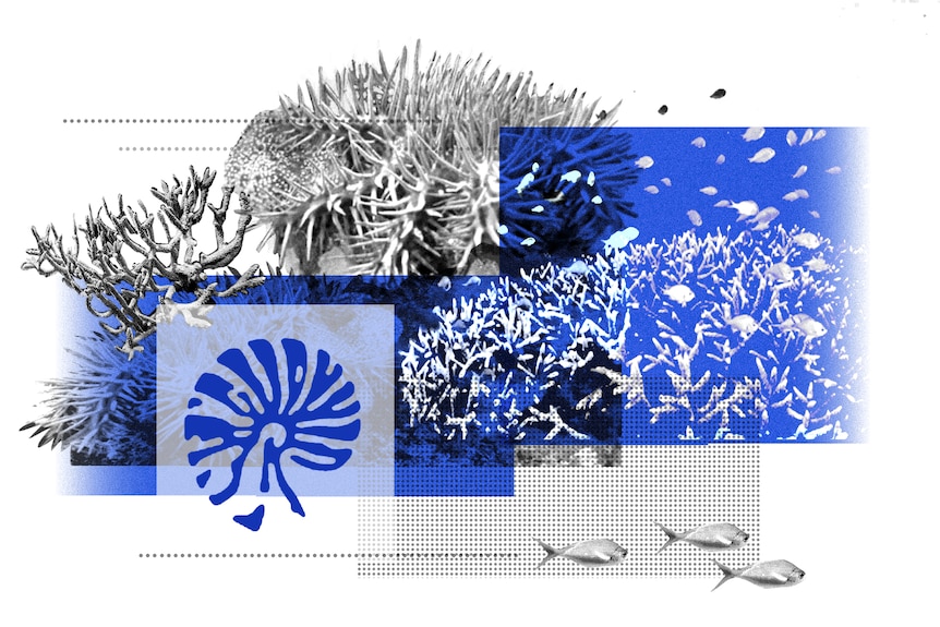 A collage with a reef theme, corals and a starfish on blue background.