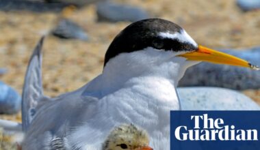 Big gains for little terns: how Lindisfarne reserve is helping a rare bird survive tourism | Birds
