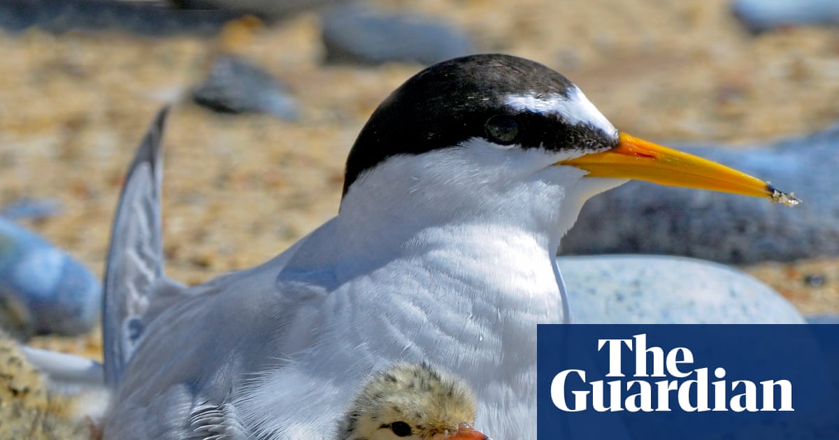 Big gains for little terns: how Lindisfarne reserve is helping a rare bird survive tourism | Birds