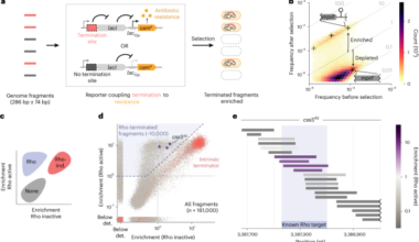 Purine bias in bacterial genes is driven by runaway transcription