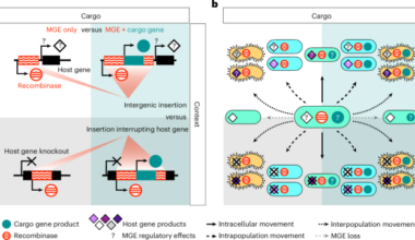 Mobile genetic elements shape microbial diversity and functions in thawing permafrost soils