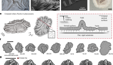 Creases as information bottlenecks in active elastic sheets