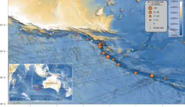 A 5.3-million-year-old deep-sea whale necropolis in the Diamantina Zone