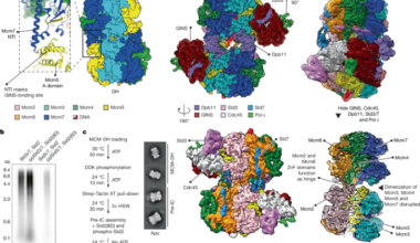 Structure of the pre-initiation complex explains CMGE biogenesis