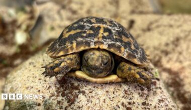 A close-up of a small baby pancake tortoise on a small sandy-coloured rock.