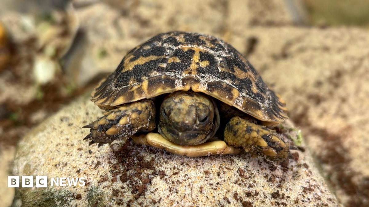 A close-up of a small baby pancake tortoise on a small sandy-coloured rock.