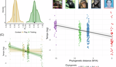 Rhythm and timing in laughter reveal that human vocal plasticity falls on a hominid continuum